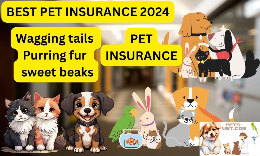 How To Choose The Best Pet Insurance In 2024 ? - PawPerfect: Your ...